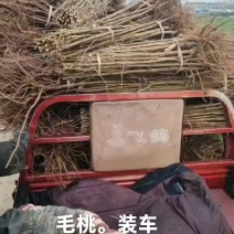 毛桃，毛桃
