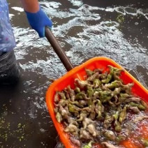 大青菱角白菱角，大量供应诚招批发商。药食同源粉糯凌角