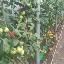安徽宿州普罗旺斯西红柿