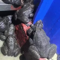 石蛙石鳞石鸡石冻棘胸蛙
