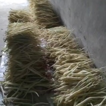 四川本地农户种植特产川明参
