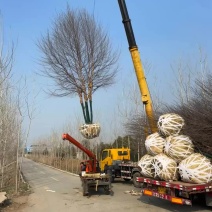 丛生河桦，高度8-9米，产地直销，精品树形，各种规格齐全