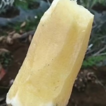 云南原产地雪莲果