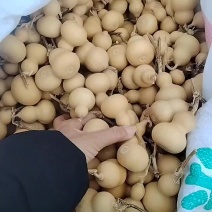美国葫芦