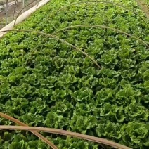 精品生菜纸箱装一箱15斤
