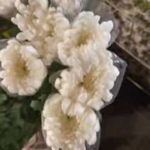 广州菊花全国发货欢迎