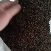 甜荞麦