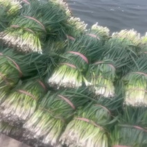兴化小葱