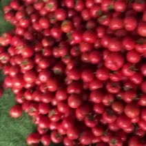 万亩番茄基地