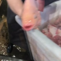 吊水红非罗鱼，活鱼现发，质量保证，接受预订，规格可商议
