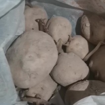 卖甘肃定西市临洮县土豆🥔