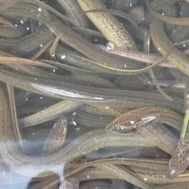 洪湖纯野生鳝鱼，尖头细尾，量大从优，常年供货，直达地包邮