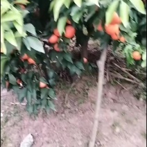 自己家种植的沃柑没得任何添加剂当天接当天发货