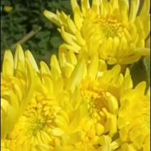黄白菊