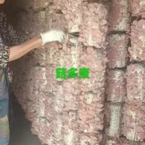 贵妃木耳粉木耳玉耳