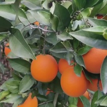 奉节脐橙