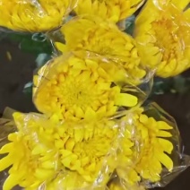 广州菊花全国发货欢迎合作