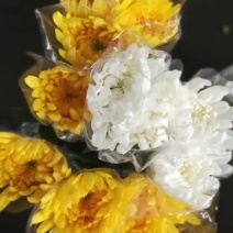 广州菊花全国发货欢迎合作