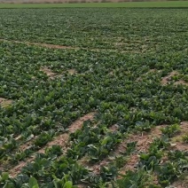 河南趴地菠菜