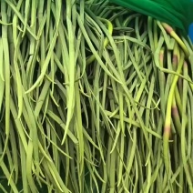 河南红帽蒜薹陆续上市