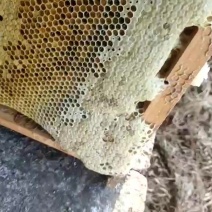 山区百花蜜