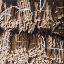 泡桐树根新品种9501泡桐根桐树根四倍体泡桐根。一手货源