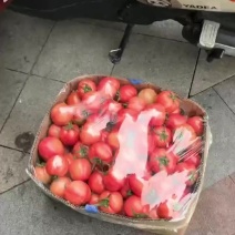 普罗旺斯沙瓤西红柿