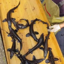 人工鲟鱼养殖基地源头批发电话：***********