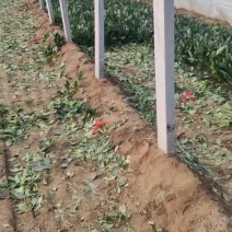 山东大叶菠菜，小叶菠菜，产地一手货源价格实惠保质保量