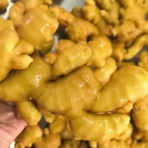 山东大黄姜产地一手品种齐全常年供应，自产自销对接出口外贸