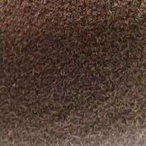 开口虫大量有货