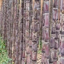 甘蔗
