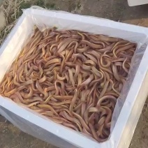 黄金鳅