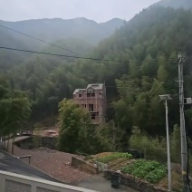 大量毛竹出售