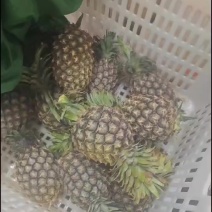 云南菠萝凤梨