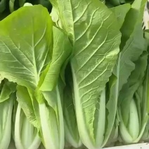 奶白菜