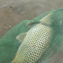 正宗黄金甲