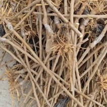 嫁接桑葚树苗