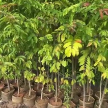 母生树，红花天料木树