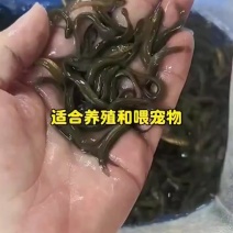 泥鳅苗批发