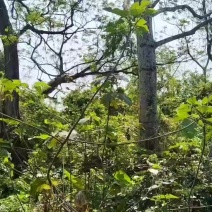 苦楝树