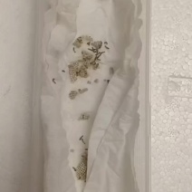 木薯蚕卵，木薯蚕宝宝，蓖麻蚕卵，蓖麻蚕宝宝