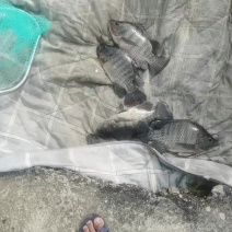 大量罗非鱼批发