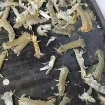 天然海鲜
