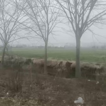 榉树苗