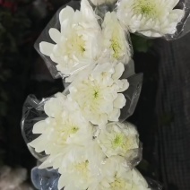 广州菊花全国发货欢迎合作