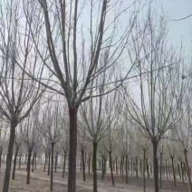 12到19公分白蜡/白蜡清地/苗圃处理白蜡/白蜡
