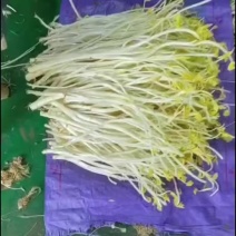 溧阳白芹芽