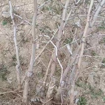冬枣树苗