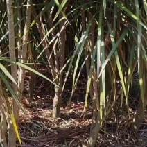 马尾铁